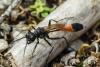 Ammophila sabulosa